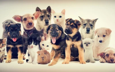 12 Amazing Benefits Of Emotional Support Animals For A Happier Life Benefits of Emotional Support Animals
