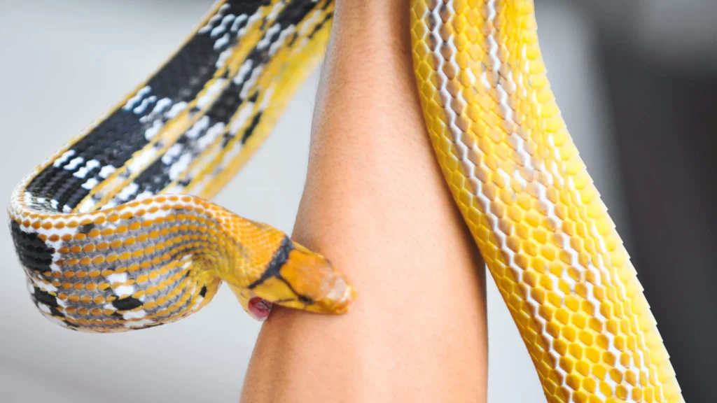 6 Chilling Signs That Dreaming Of Being Bitten By A Snake Is A Bad Omen 2 Dreaming of Being Bitten by a Snake