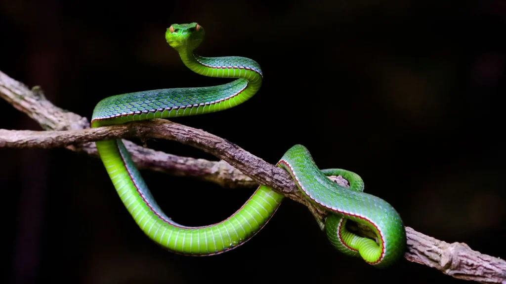 Dream Dictionary Of A Green Snake: 6 Hidden Meaning &Amp; Interpretation 3 Dream Dictionary of a Green Snake