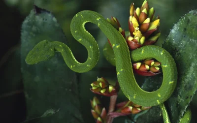 Dream Dictionary Of A Green Snake: 6 Hidden Meaning &Amp; Interpretation Dream Dictionary of a Green Snake