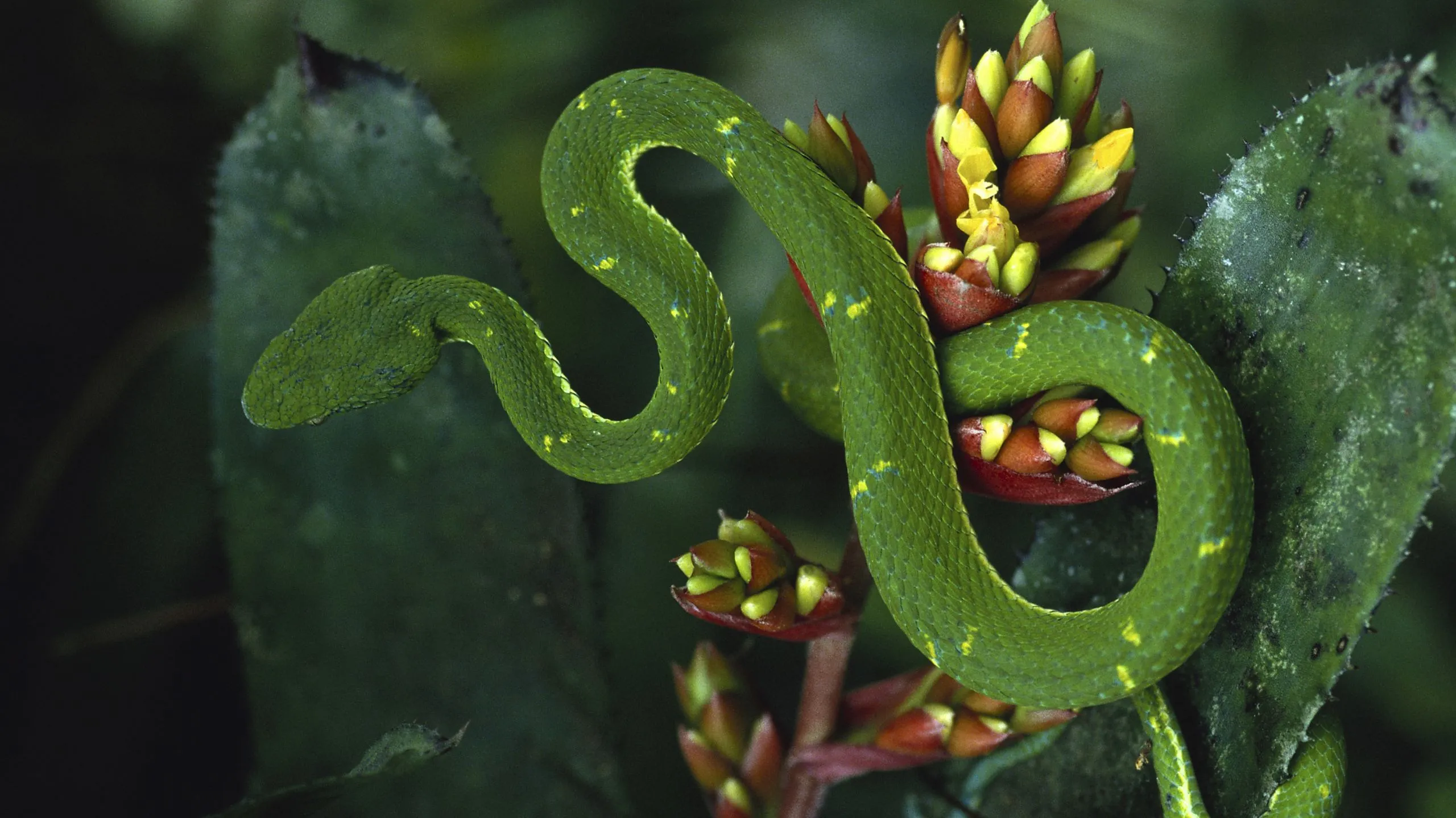 Dream Dictionary Of A Green Snake: 6 Hidden Meaning &Amp; Interpretation 25 Dream Dictionary of a Green Snake